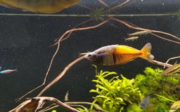 Rainbow Fish fish for sale: 3x Boesemani Rainbowfish Tropical Aquarium Fish - Image 4