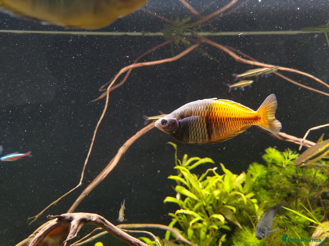 Rainbow Fish fish for sale: 3x Boesemani Rainbowfish Tropical Aquarium Fish - Image 4