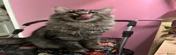 Maine Coon cats for sale: Dolly the super duper friendly maine coon! in Ruislip - Advert 4