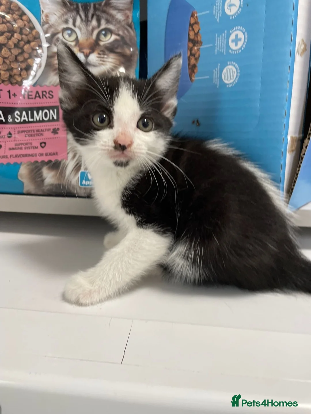 British Shorthair cats for sale: Small Kitten in Leicester - Advert 4