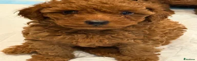 Cockapoo Puppy 1
