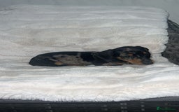 Dachshund dogs for sale: Adorable dachshund puppies ready for loving homes - Image 11