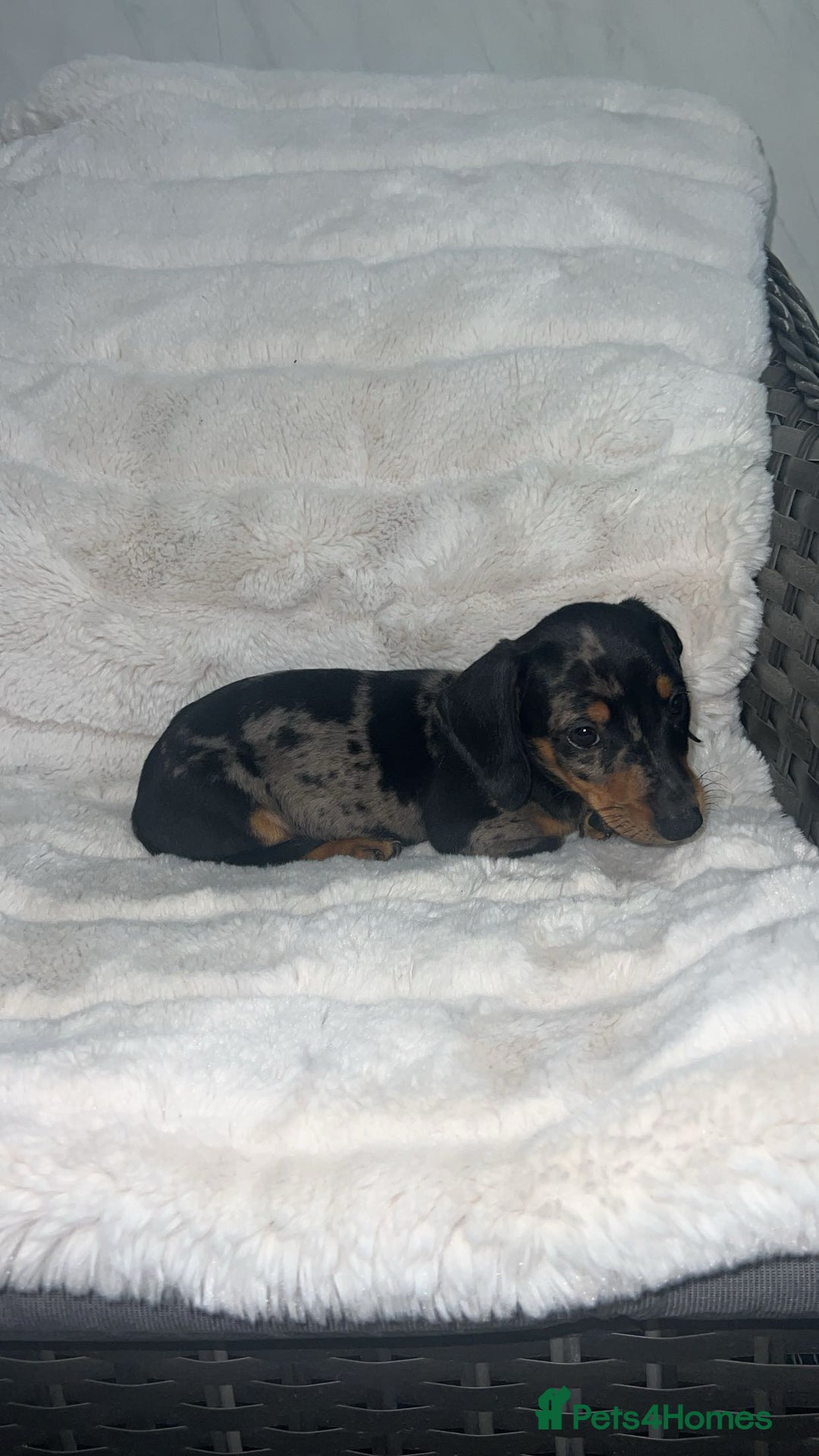 Dachshund dogs for sale: Adorable dachshund puppies ready for loving homes - Image 11