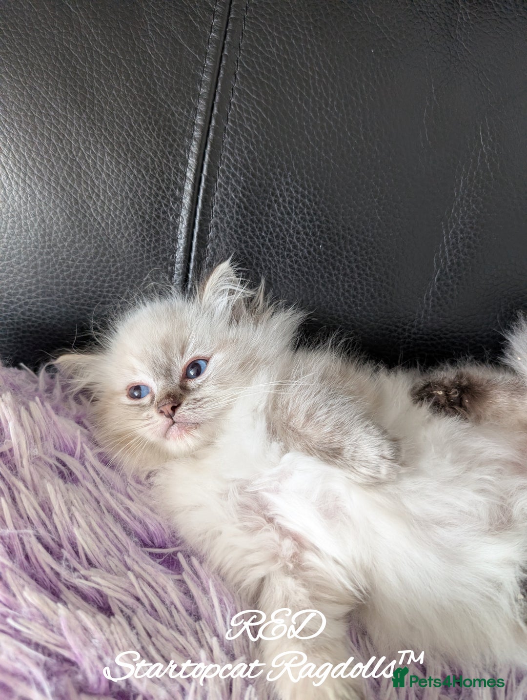 Ragdoll cats for sale: GCCF Pedigree Ragdoll Kittens Champion Lines - Advert 28