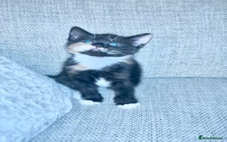 Mixed Breed cats for sale: Delightful mix-breed Siamese-black tabby-kittens - Image 21