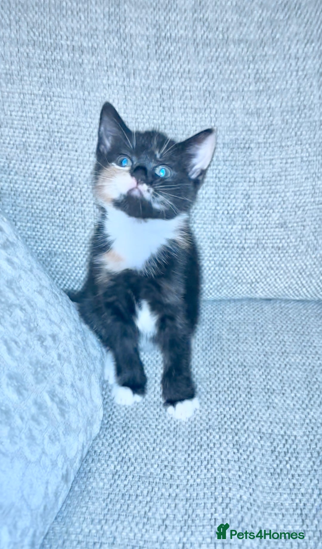 Mixed Breed cats for sale: Delightful mix-breed Siamese-black tabby-kittens - Image 21