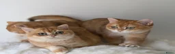 British Shorthair cats for sale: British Shorthair Golden kittens  - Advert 18