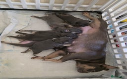 French Bulldog dogs for sale: Beautiful litter of French Bulldogs - Advert 2