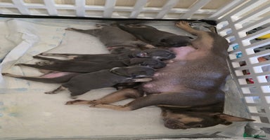 French Bulldog dogs Beautiful litter of French Bulldogs - Advert 5