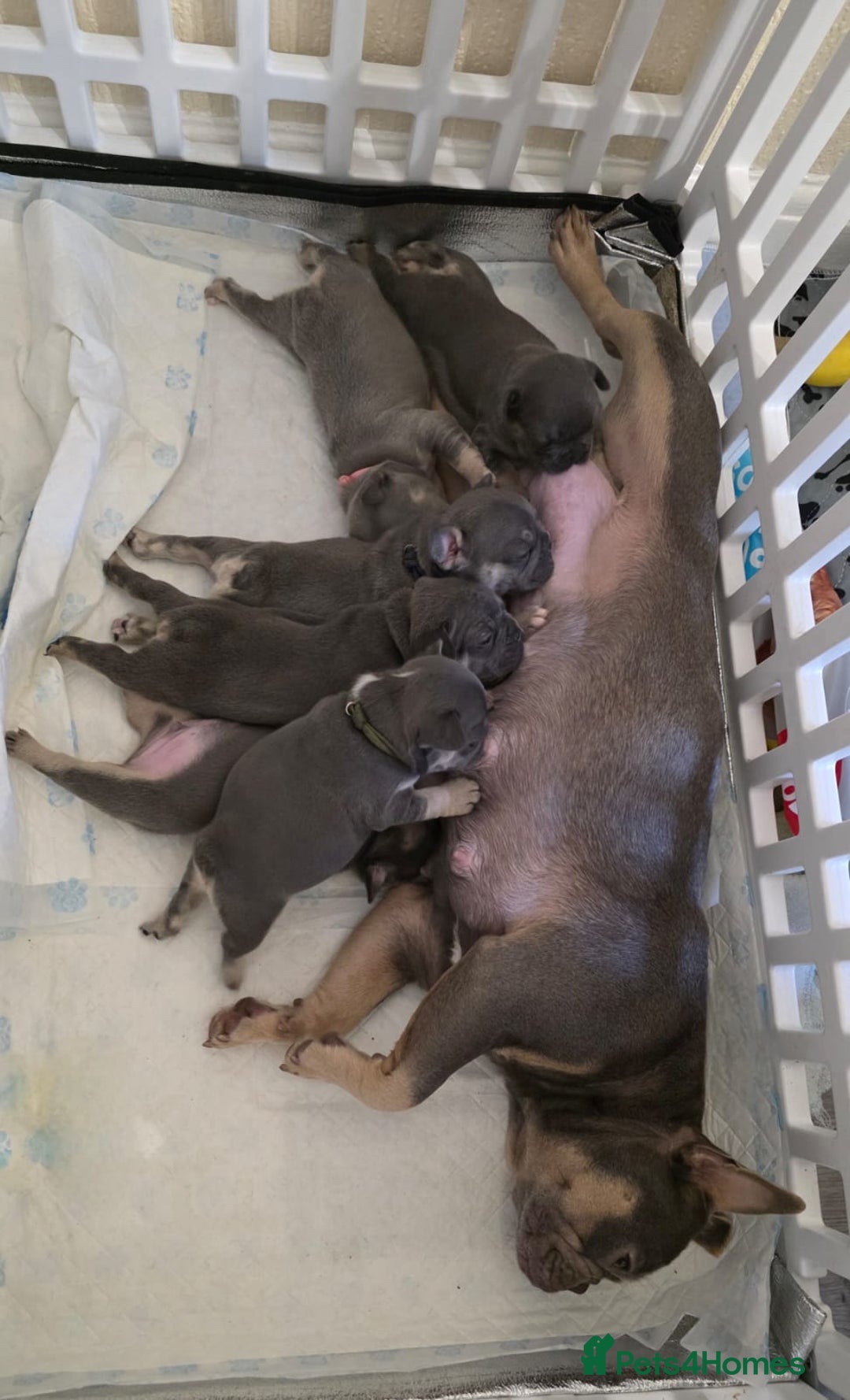 French Bulldog dogs for sale: Beautiful litter of French Bulldogs - Advert 2