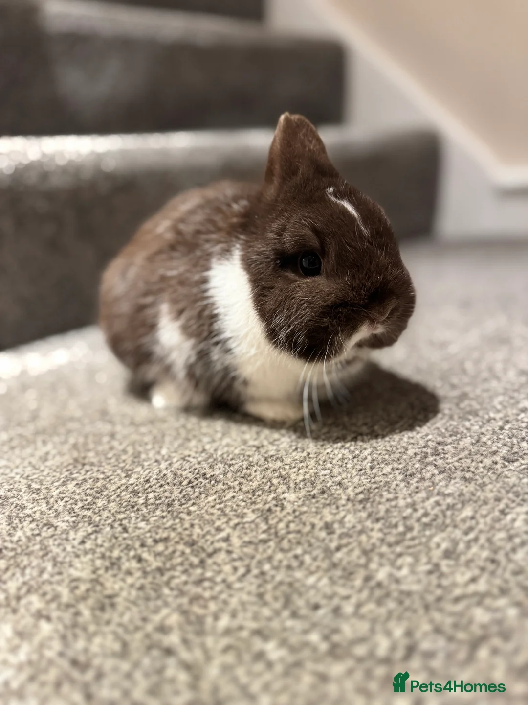 Netherland Dwarf rabbits for sale: Stunning netherland dwarfs  - Advert 1