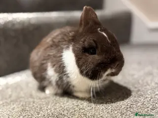 Netherland Dwarf rabbits Stunning netherland dwarfs - Advert 1