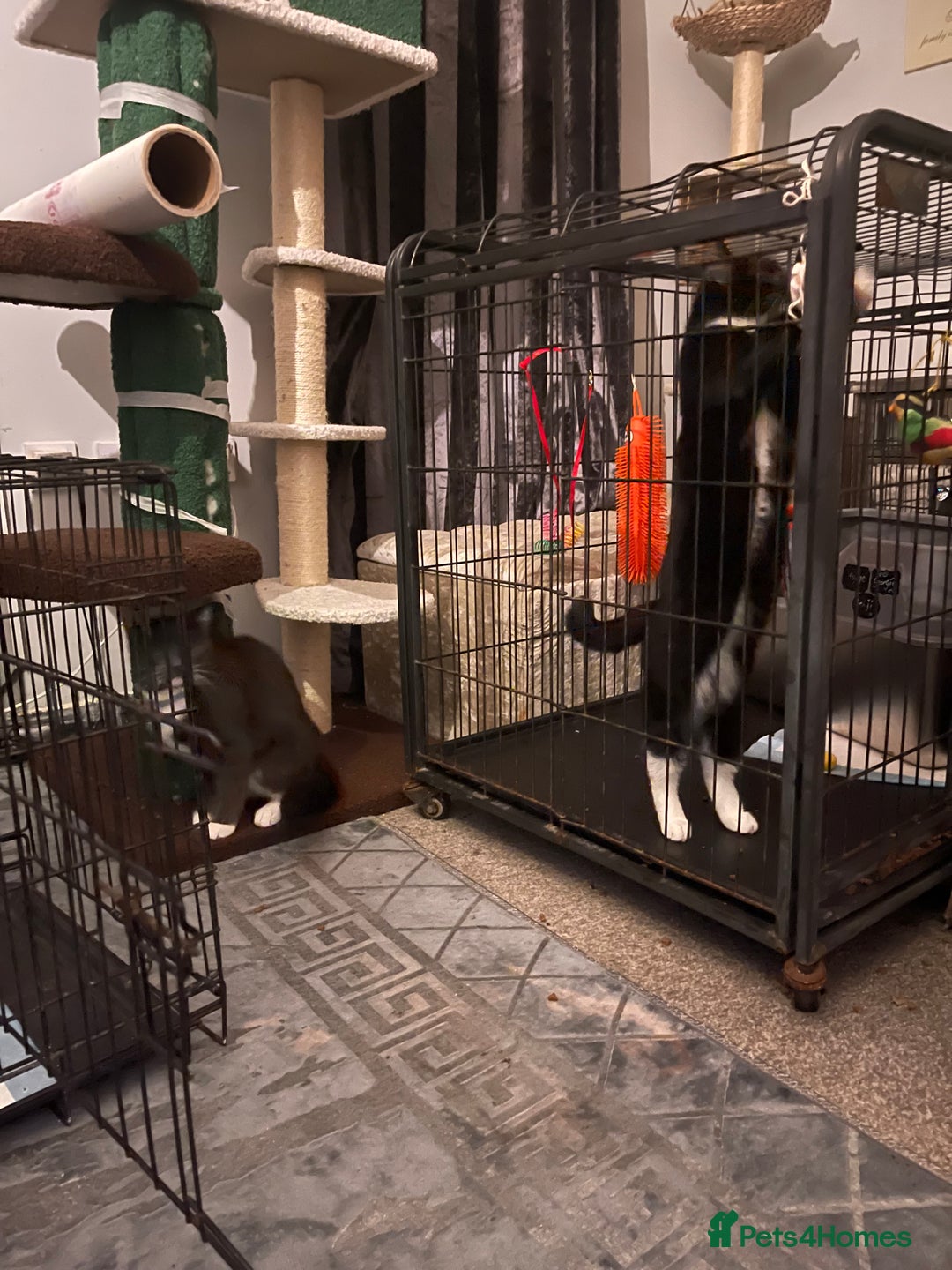 Domestic Shorthair cats for sale: Russian blue mix Domestic shorthair Kitten  - Advert 10