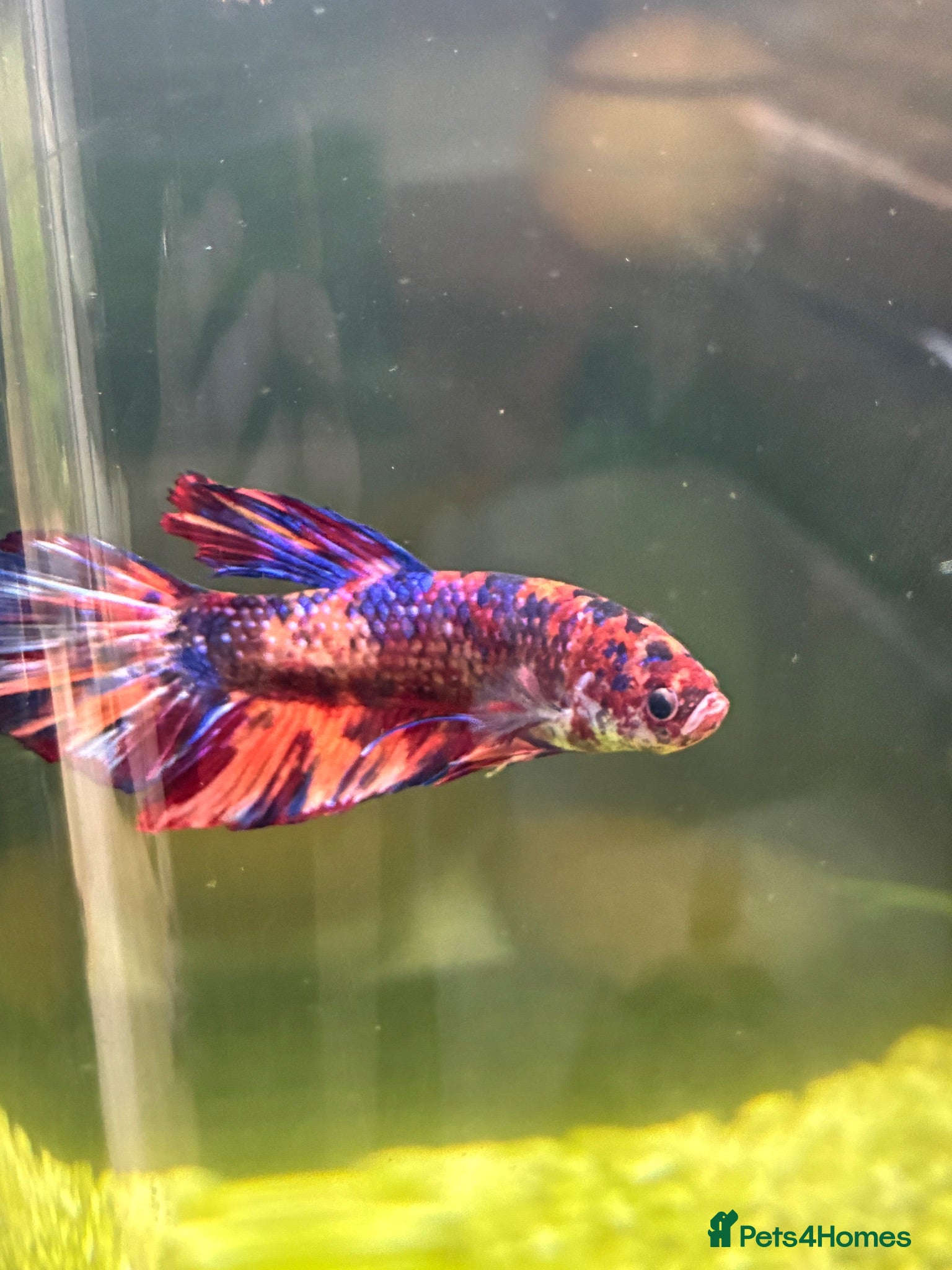 Corys fish Stunning Male Betta Fish  - Advert 19