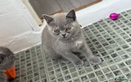 British Shorthair cats for sale: 🏡 Vaccinated Bsh kittens - GCCF parents - Image 12