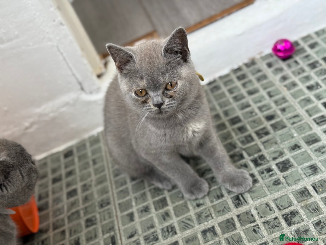 British Shorthair cats for sale: 🏡 Vaccinated Bsh kittens - GCCF parents - Image 12