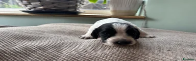 Cocker Spaniel Puppy 2