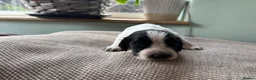 Cocker Spaniel dogs for sale: Working cocker spaniel puppies  - Advert 11