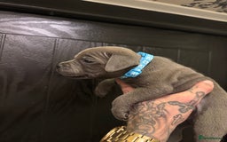Staffordshire Bull Terrier dogs for sale:  Beautiful blue staffy litter amazing bloodlines - Image 22