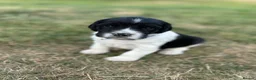 English Springer Spaniel dogs for sale: KC registered family friendly Springer Spaniels - Advert 4
