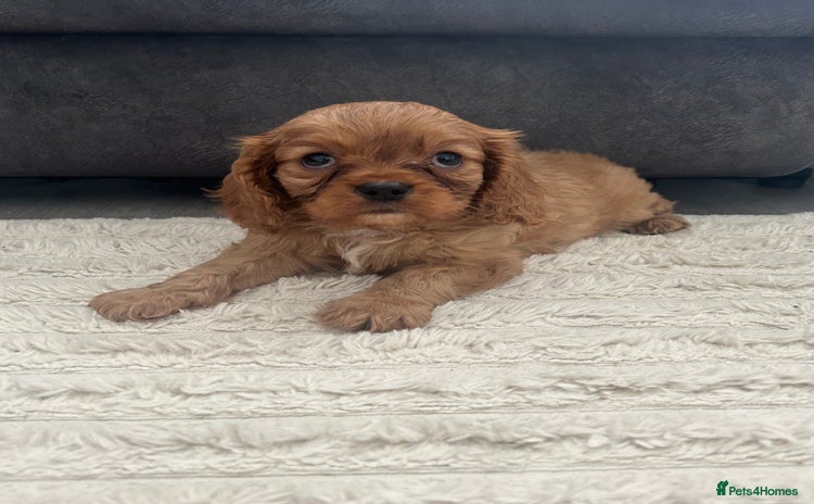 Cavalier King Charles Spaniel dogs - Advert 9