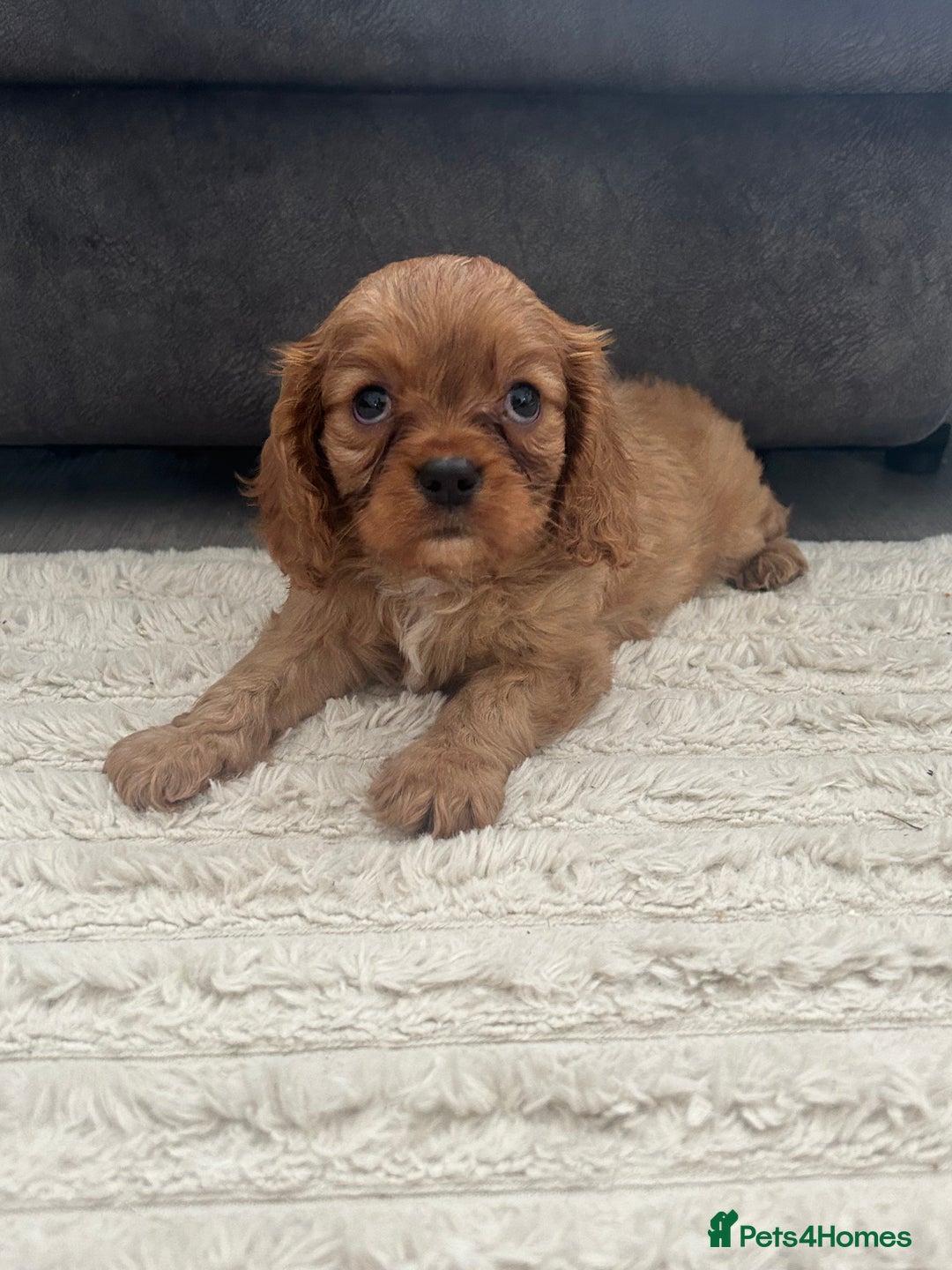 Cavalier King Charles Spaniel dogs for sale: Kc reg ruby cavalier boy available  - Image 1