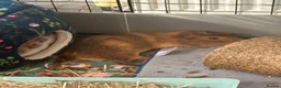 Guinea Pig rodents for sale: A pair of guinea pig boars  in York - Advert 2
