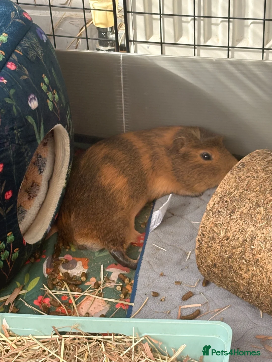 Guinea Pig rodents for sale: A pair of guinea pig boars  in York - Advert 2