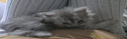 Persian cats for sale: 3 stunning Persian kittens ready now.  - Advert 10
