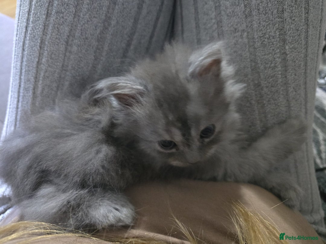 Persian cats for sale: 3 stunning Persian kittens ready now.  - Advert 10