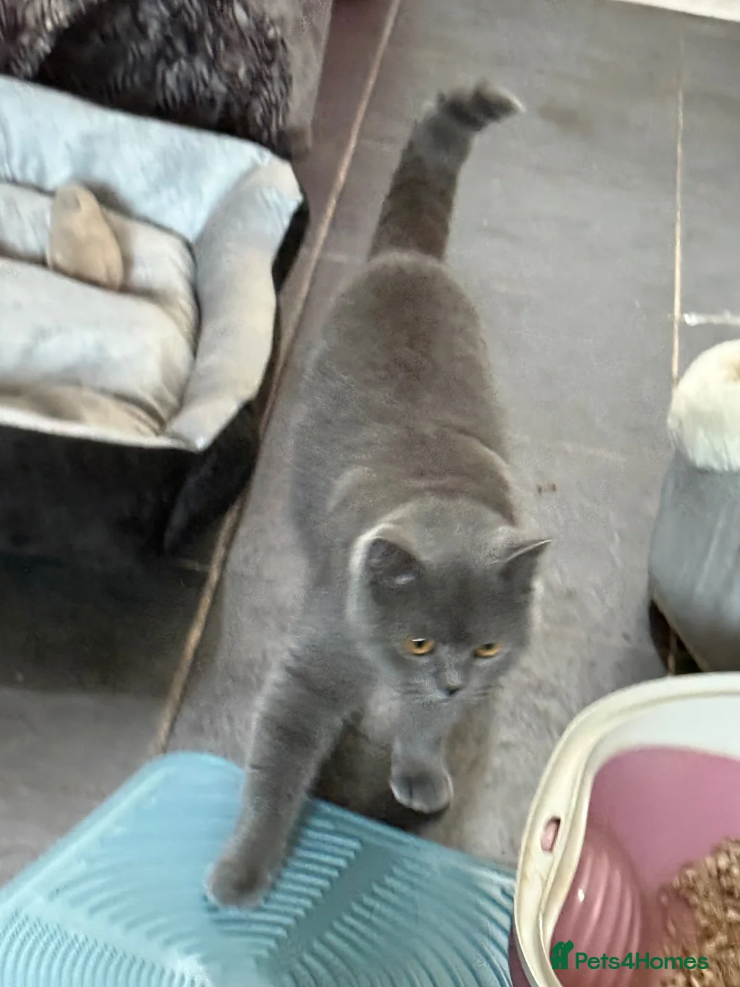 British Shorthair cats for sale: STUNNING BLUE BSH FEMALE FOR SALE - Advert 4