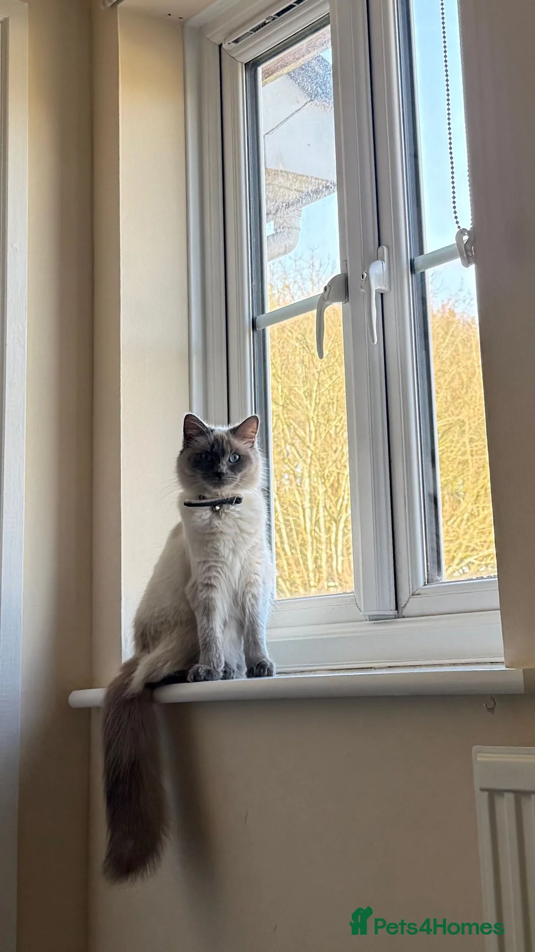Ragdoll cats for sale: 1 YEAR OLD RAGDOLL QUEEN  in Bristol - Advert 1