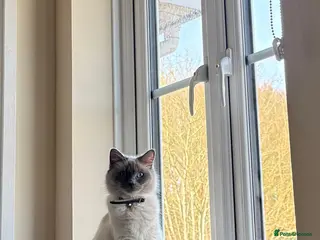 Ragdoll cats 1 YEAR OLD RAGDOLL QUEEN - Advert 1