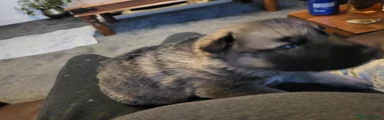 German Shepherd Puppy 5