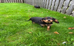 Cavalier King Charles Spaniel dogs for sale: ⭐️ fully Health tested KC reg cavalier puppies  - Image 11