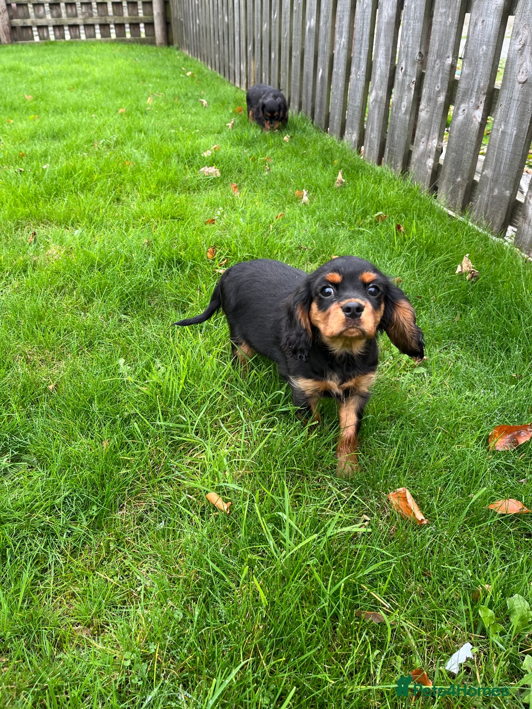 Cavalier King Charles Spaniel dogs for sale: ⭐️ fully Health tested KC reg cavalier puppies  - Image 11