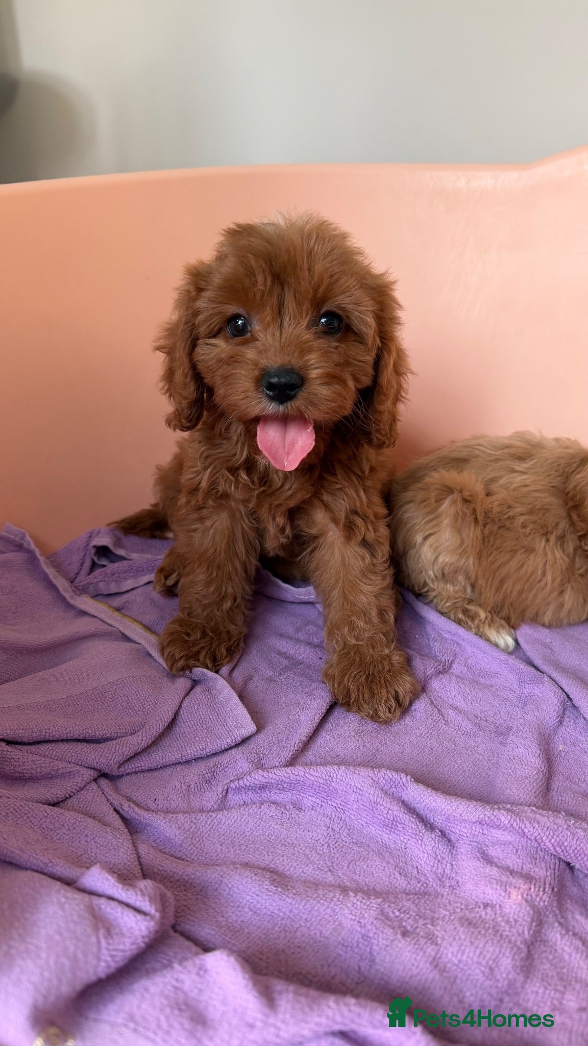 Cavapoo dogs Stunning quality f1 cavapoos - Advert 15
