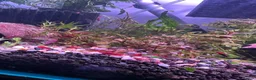 Plecos fish for sale: BUNDLE DEALS ! SHRIMP/PLECOS/SWORDTAILS - Advert 4