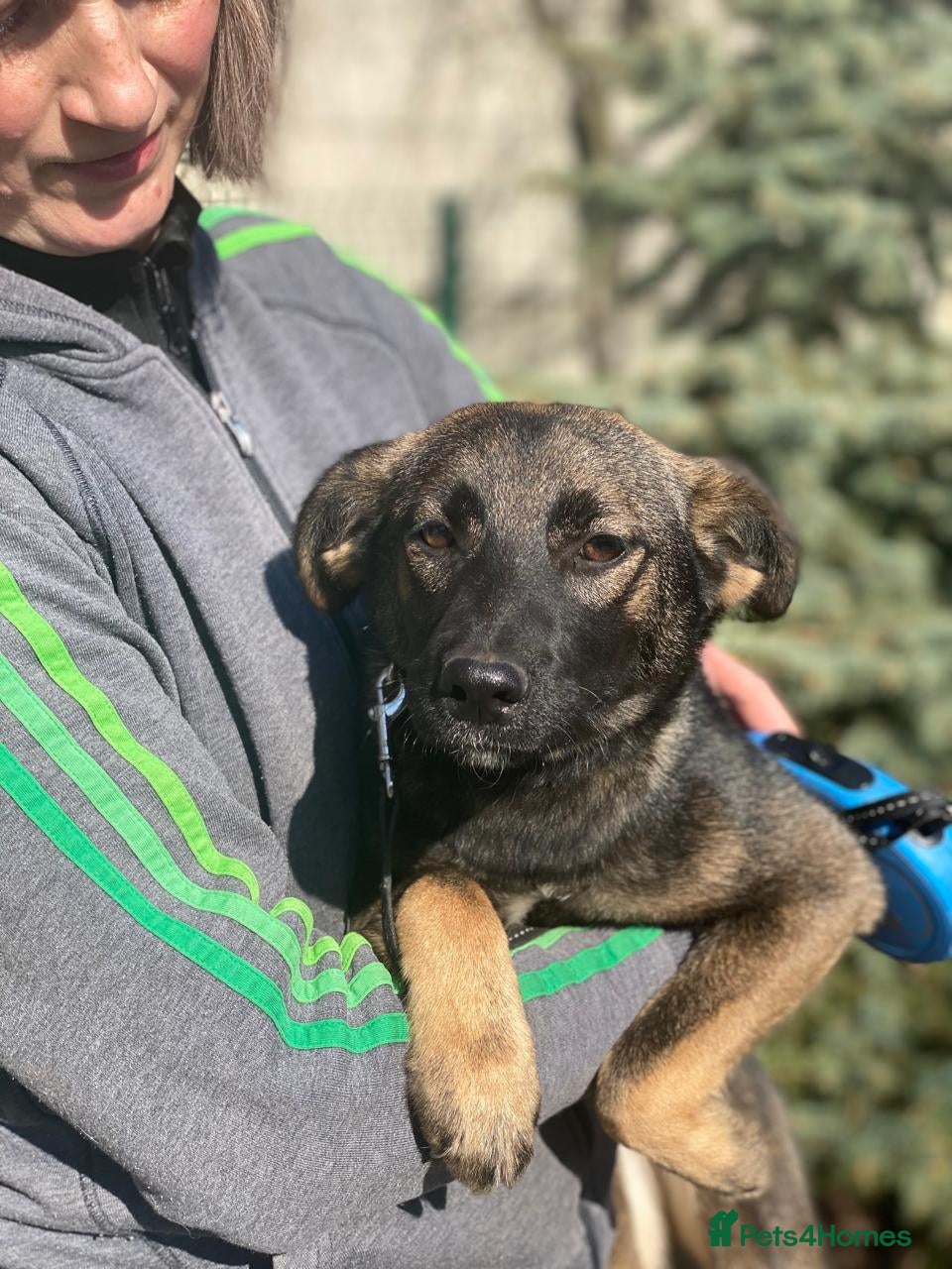 Mixed Breed dogs ❤️🐶 KUBA – THE GIRL WHO LISTENS, LEARNS AND LOVES - Advert 2