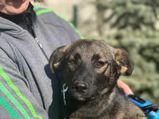 Mixed Breed dogs ❤️🐶 KUBA – THE GIRL WHO LISTENS, LEARNS AND LOVES - Advert 3