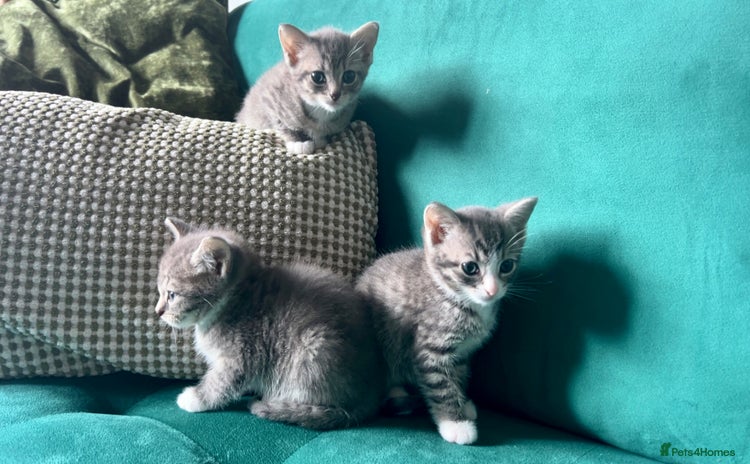 Mixed Breed cats - Advert 10