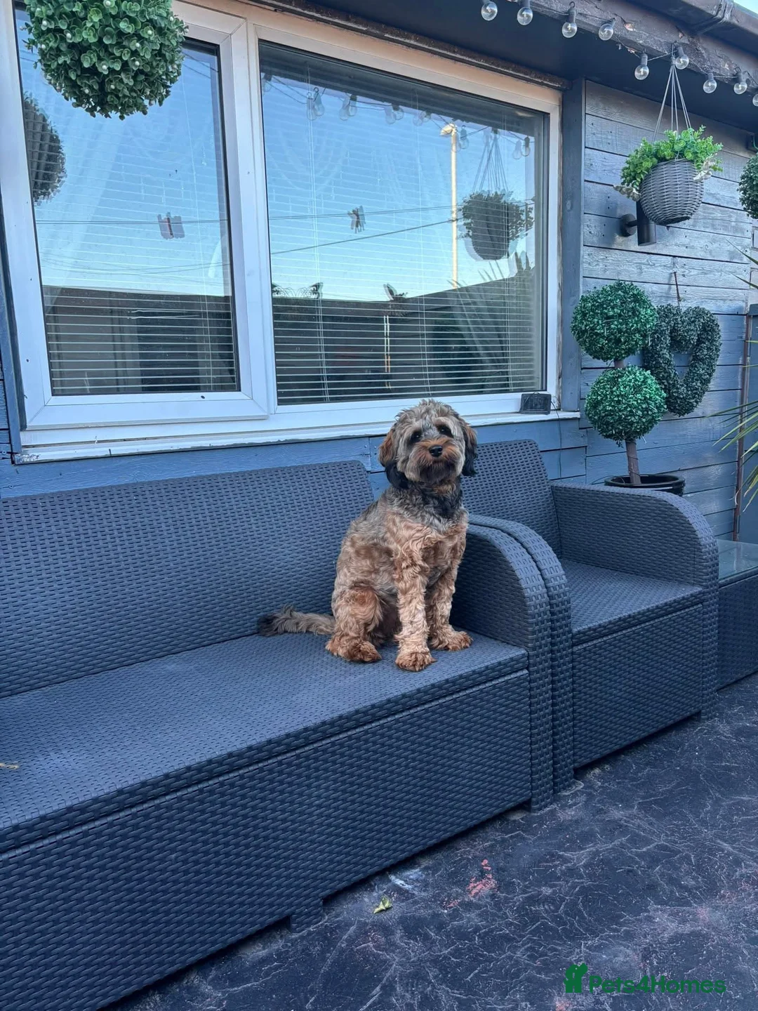 Cockapoo dogs for sale: F2 cockapoo puppies - Advert 20