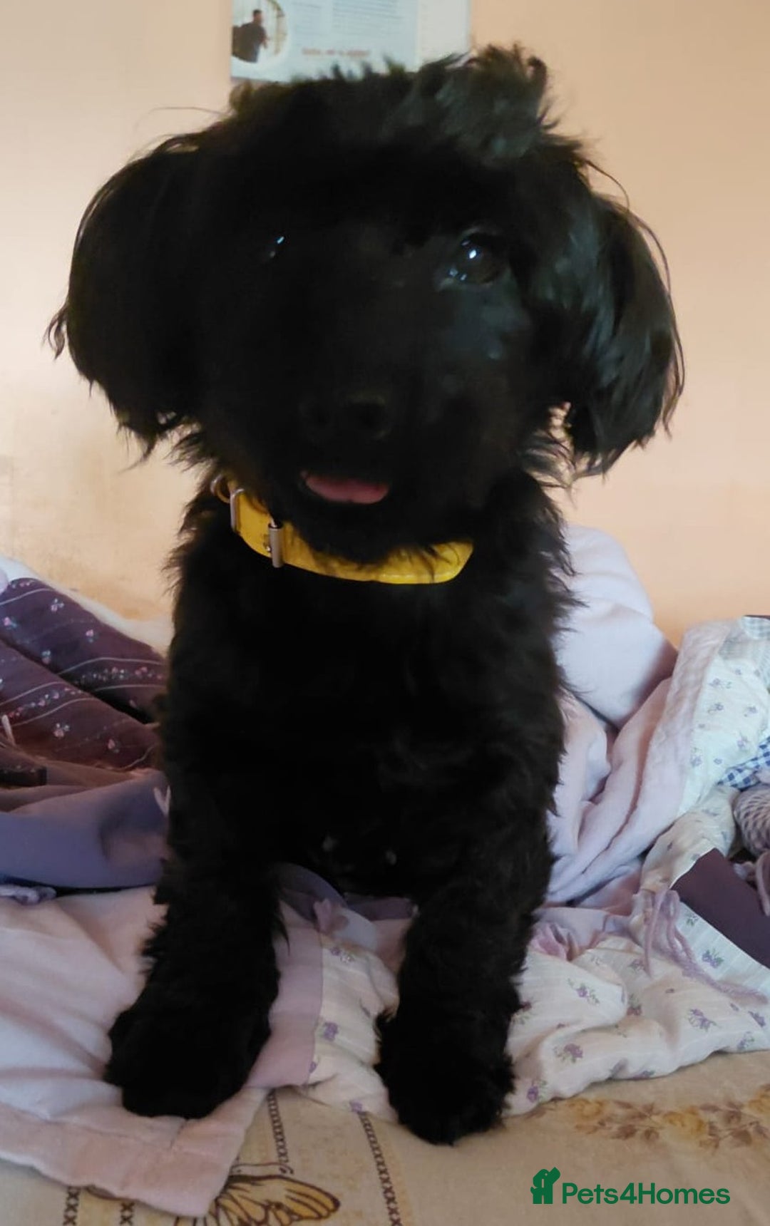 Mixed Breed dogs for adoption: 💛 BRINDY - A Sweet Little Black Velvet Girl 💛🐾 - Advert 2