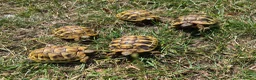 Hermann Tortoise reptiles for sale: Hermann's 2025 hatchlings for sale - Advert 3
