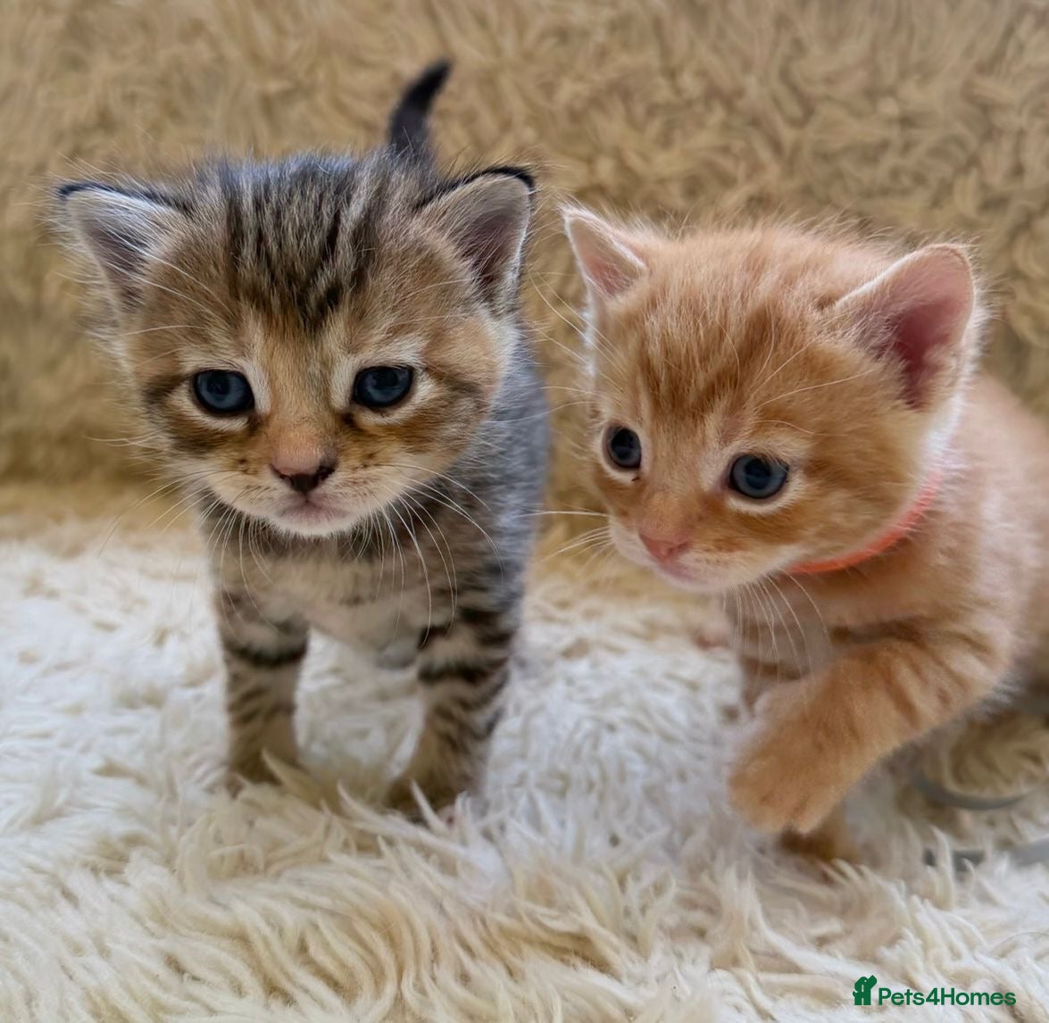 Maine Coon cats for sale: Maine Coon Cross Kittens Seeking Forever Homes - Advert 6