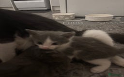 Mixed Breed cats for sale: 4 Male and 2 female kittens - Image 7