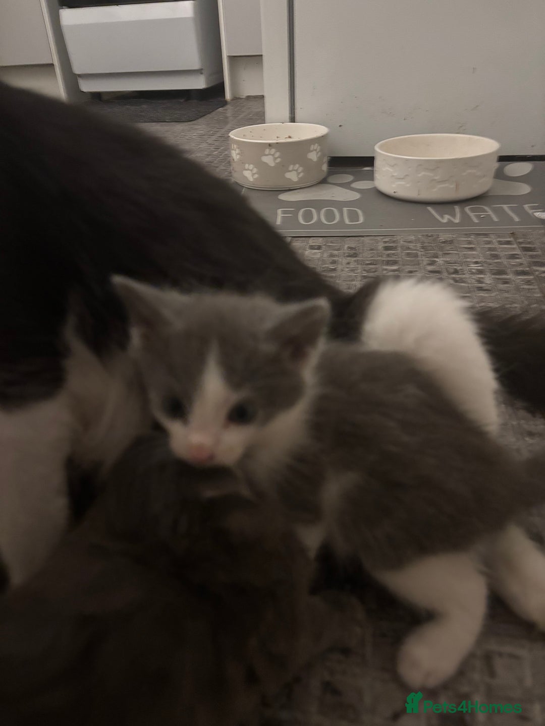 Mixed Breed cats for sale: 4 Male and 2 female kittens - Image 7