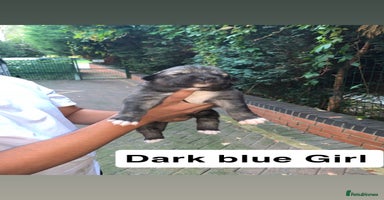 Mixed Breed dogs - Advert 12