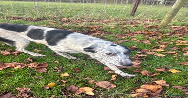 Border Collie dogs - Advert 1