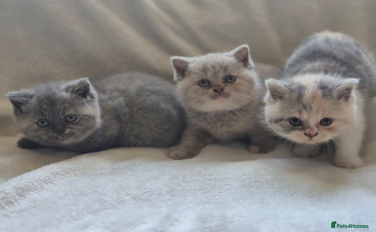 British Shorthair cats - Advert 6